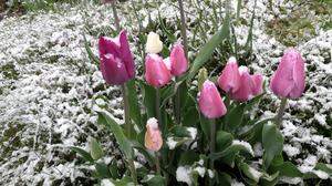 Tulpen im Schnee in Murau