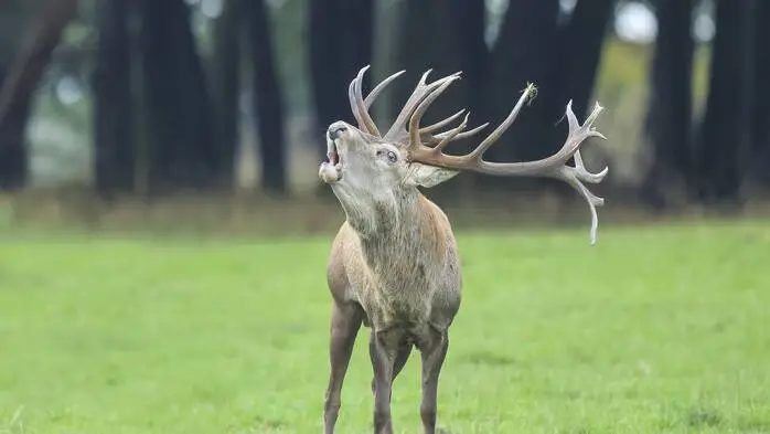 Ein röhrender Hirsch steht auf einer Waldlichtung