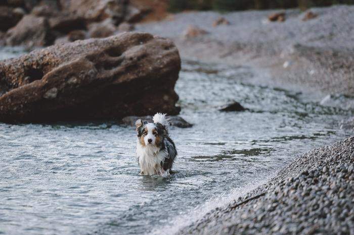 Ein Australian Shepherd