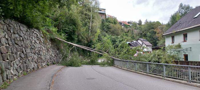 In der Purbachstraße blockierte ein umgestürzter Baum die Straße