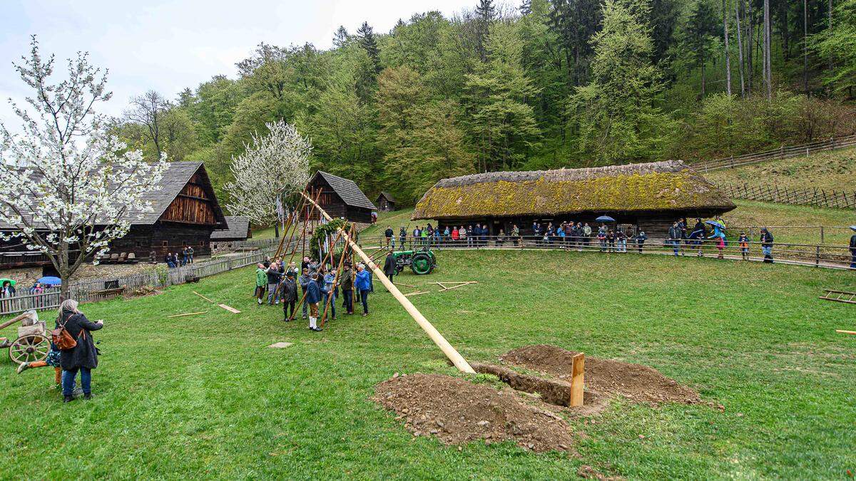 Das Aufstellen eines Maibaums bedarf Kraft und Geschick