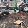 Dieses Kalb bekam seine erste Taufe in der Jauchengrube