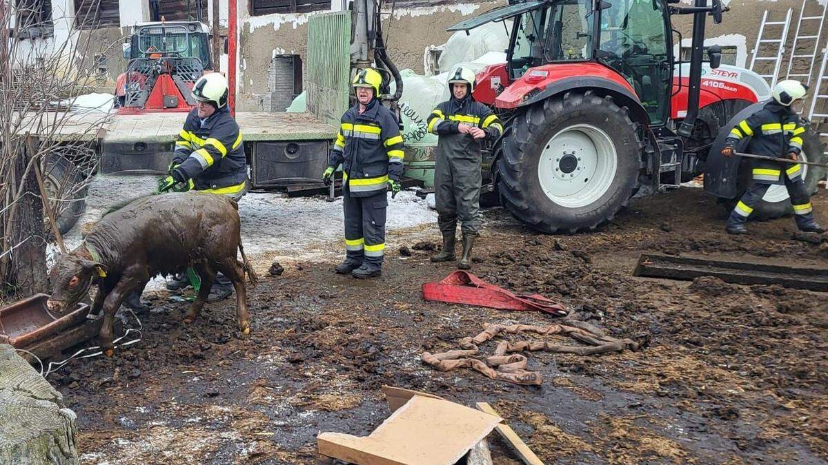 Dieses Kalb bekam seine erste Taufe in der Jauchengrube