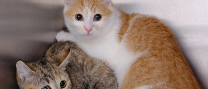 Den Katzen geht es erfreulicherweise gut