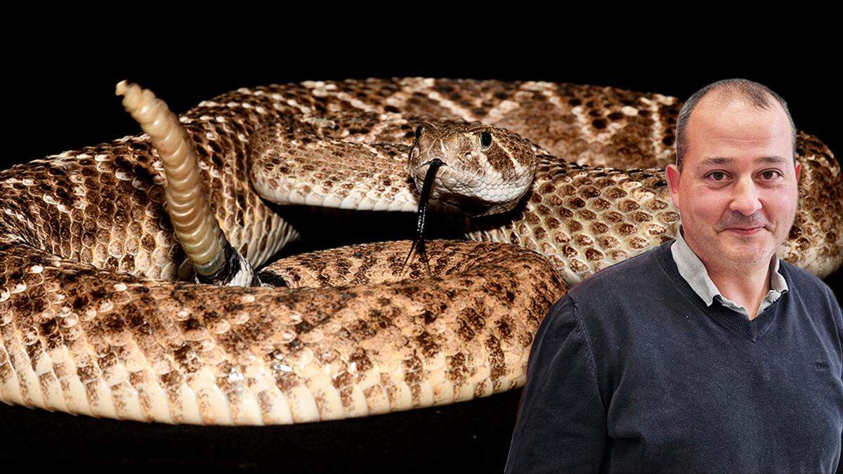 Neurobiologe Boris Chagnaud vom Institut für Biologie der Uni Graz enthüllte mit seinem Team das Geheimnis der Klapperschlangen 