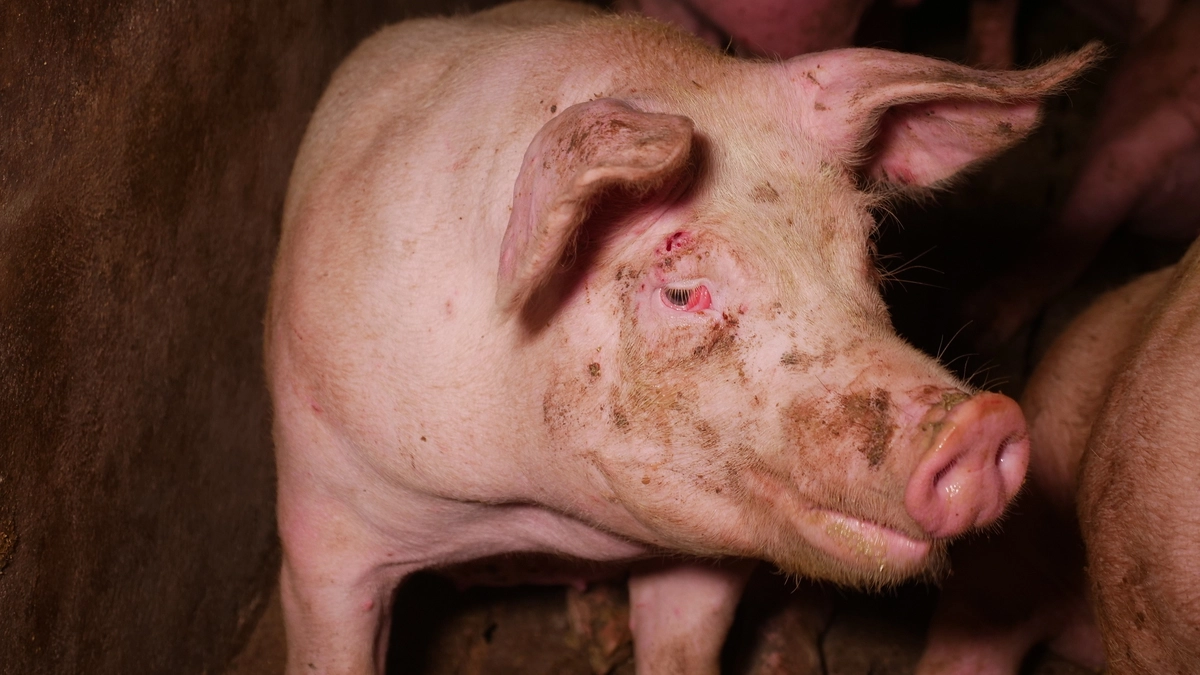 Verletzte, verwundete und kranke Tiere waren auf den Bildern aus dem Mastbetrieb in Seibersdorf bei Sankt Veit zu sehen