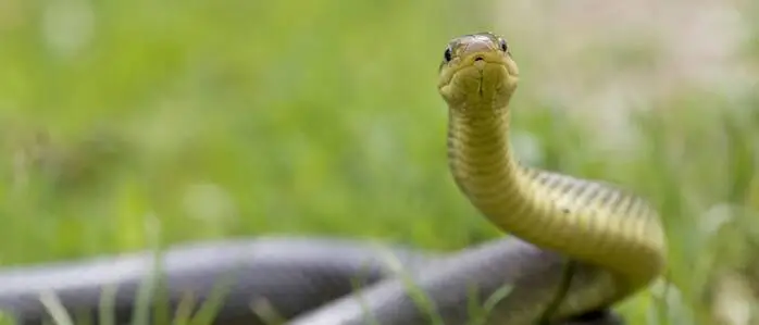 Die Äskulapnatter ist die größte heimische Schlange