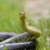 Die Äskulapnatter ist die größte heimische Schlange