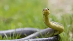 Die Äskulapnatter ist die größte heimische Schlange