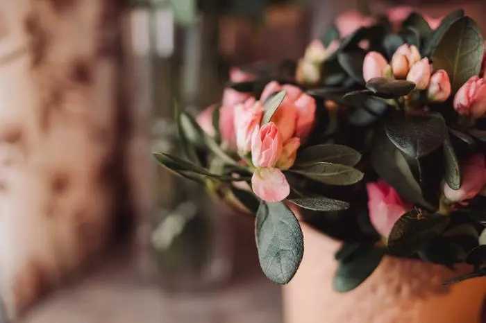 Pink azalea flowerpots for sale in flower shop