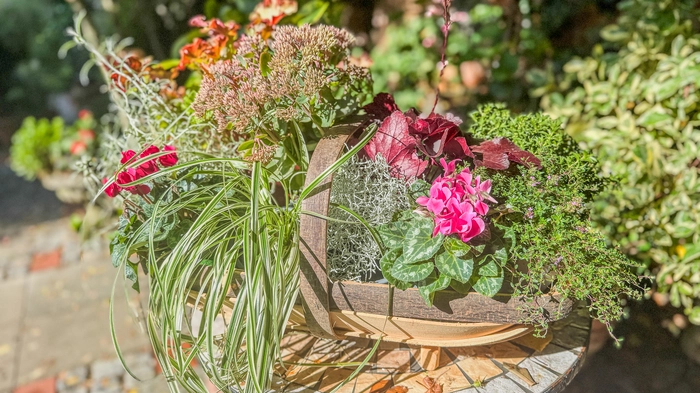 Vom Purpurglöckchen bis zum Currykraut: So holen Sie sich Farbe in den Garten