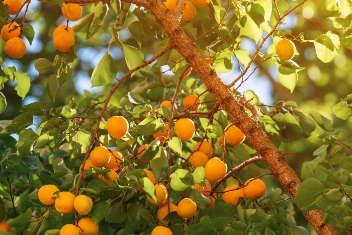 Gartenpflege: Wichtige Tipps fr den Mai und die Pflanzenpflege