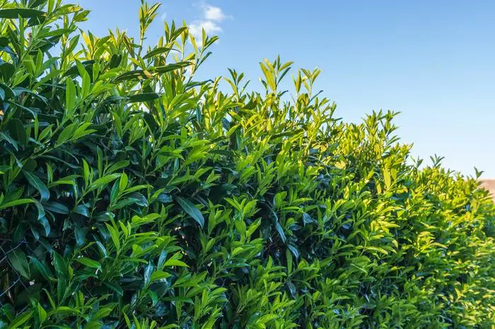 Kann man den Kirschlorbeer ins Hochbeet füllen?