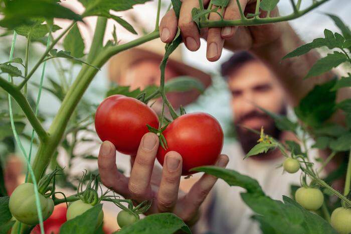 Was tun, wenn die Tomaten keine Früchte bilden?