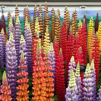 So kommt der Regenbogen in den Garten: Farbenpracht der Lupine