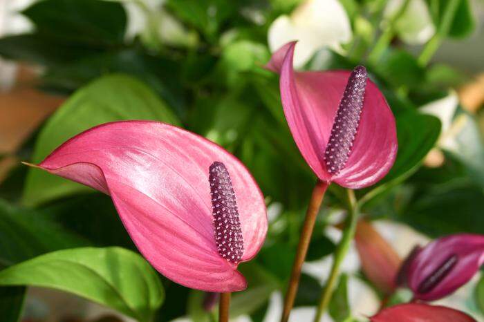 Bringt Farbe in Wohnräume: die Flamingoblume