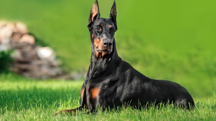 „Ich habe den Hund an der Nackenfalte gepackt, mich auf ihn gekniet und ihm das Maul zugehalten“, schildert die couragierte Helferin den Vorfall am Samstagabend