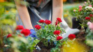 Tipps für Gärtner | Rosen sind grundsätzlich Tiefwurzler