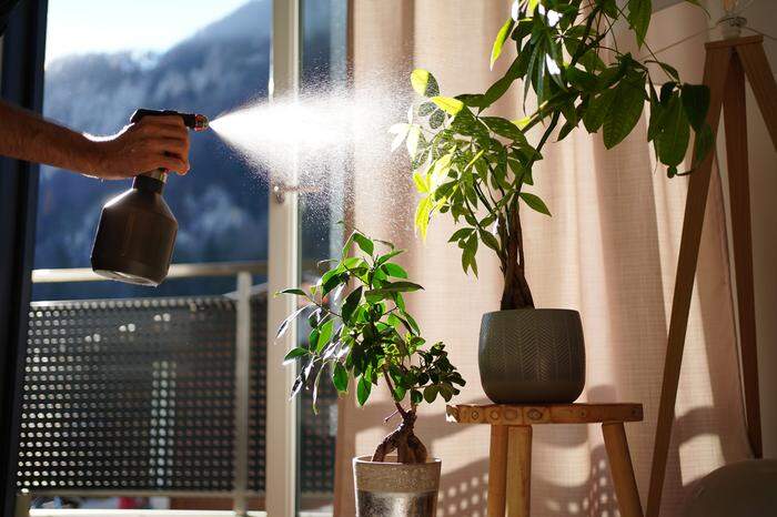 Trockene Heizungsluft: Zimmerpflanzen sollten im Winter besprüht werden