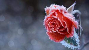 Wie bekommt man die Rosen unbeschadet durch einen frostigen Winter?