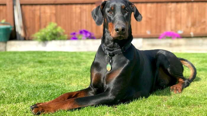 Ein Dobermann attackierte am Samstag einen Zehnjährigen auf dem Fußballplatz in Buch-St. Magdalena und verletzte ihn schwer