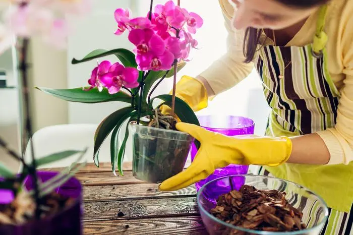Woman transplanting orchid into another pot on kitchen. Housewife taking care of home plants and flowers. Gardening