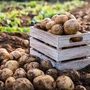 Ein weiterer großer Vorteil der tollen Knolle: Sie kann leicht im Garten oder sogar im Topf gezogen werden