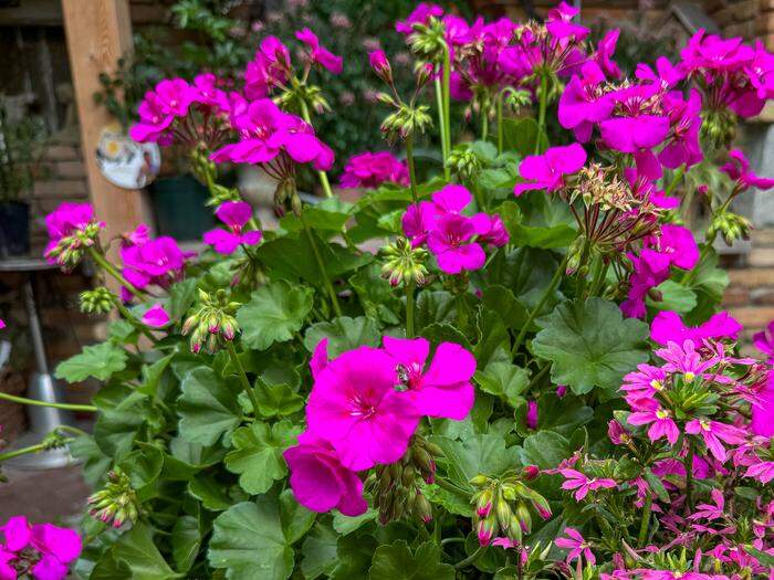 Pelargonie Marcada Violett