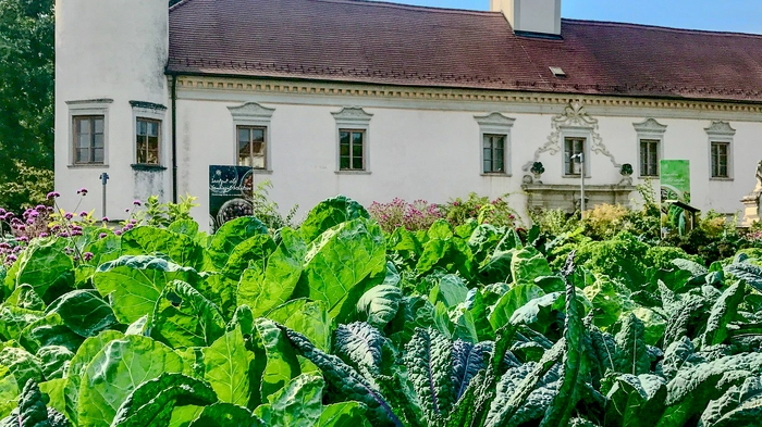 Alte Kohlsorten findet man auch in der Arche Noah in Schiltern (Langenlois)