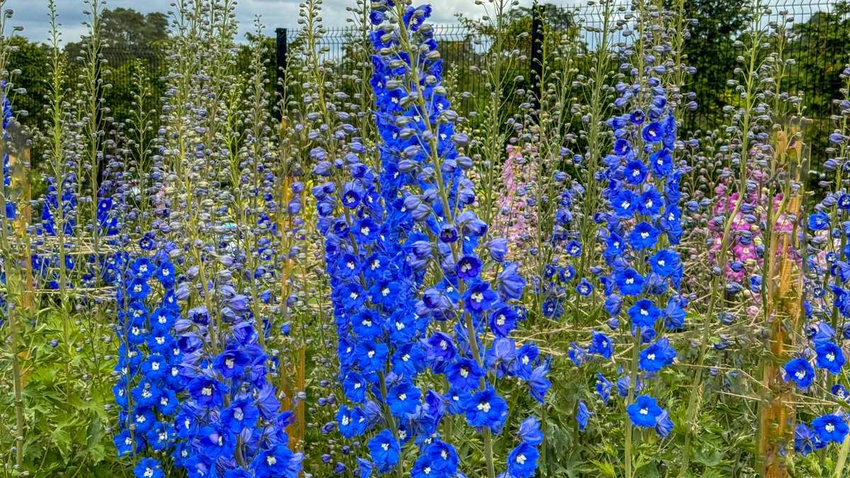 Der Rittersporn „Cobalt Dreams“