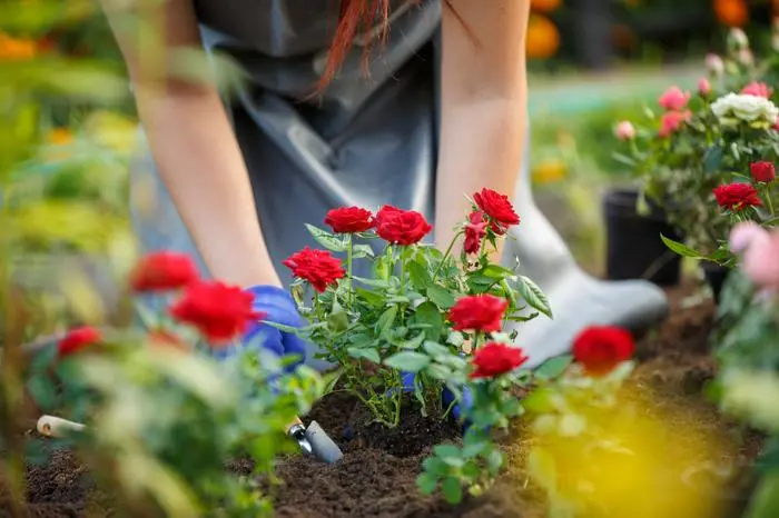 Image of agronomist planting red roses in garden on summer day