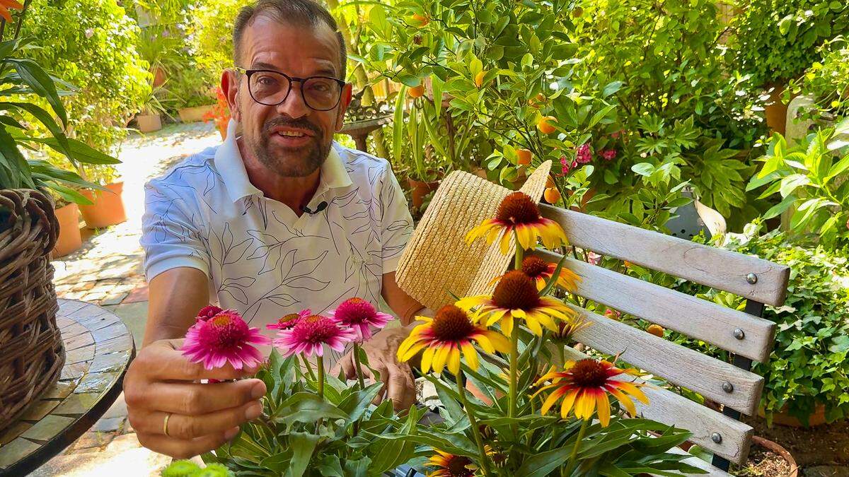 Macht den Sommer noch bunter: Biogärtner Karl Ploberger weiß, worauf es beim Sonnenhut ankommt