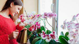 Wie gießt man Orchideen richtig?