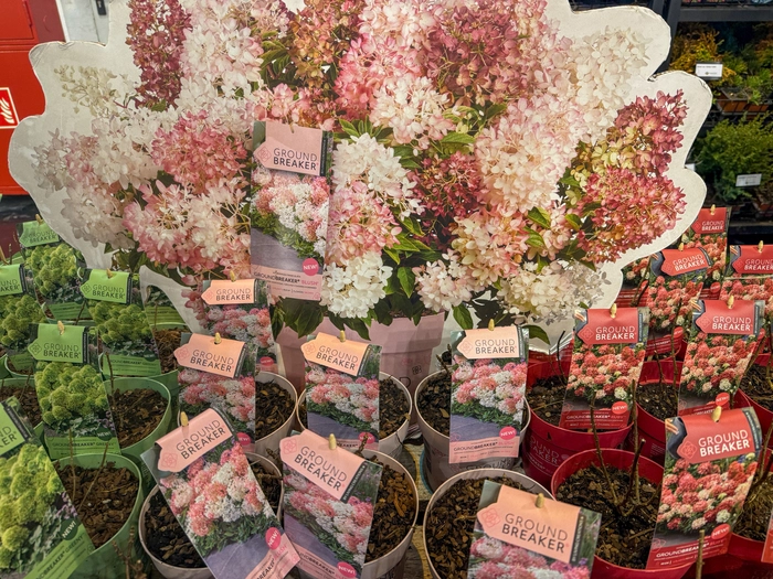 Vier Pflanzen pro Quadratmeter machen den Boden dicht: Bodendeckerhortensie