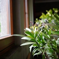 Was der Oleander vor dem Einwintern braucht, verrät Biogärtner Karl Ploberger