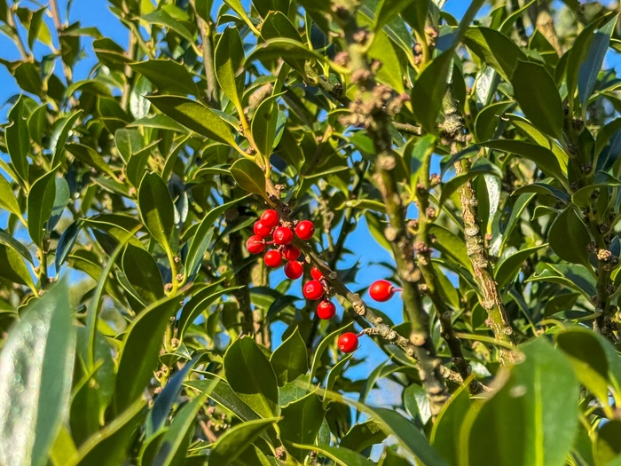 Warum die Stechpalme bei keiner Weihnachts-Dekoration fehlen darf