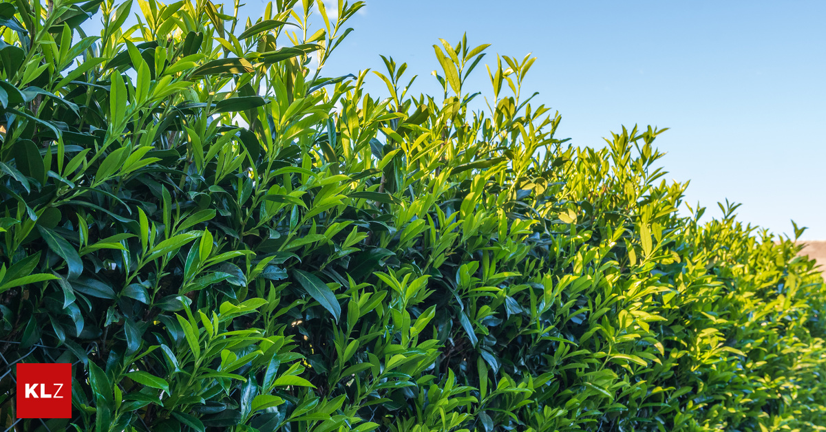 KP-Antrag-Nun-wird-ber-ein-Kirschlorbeer-Verbot-diskutiert