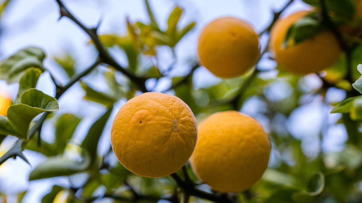 Diese Bitterorange übersteht auch harte Winter in unseren Gefilden