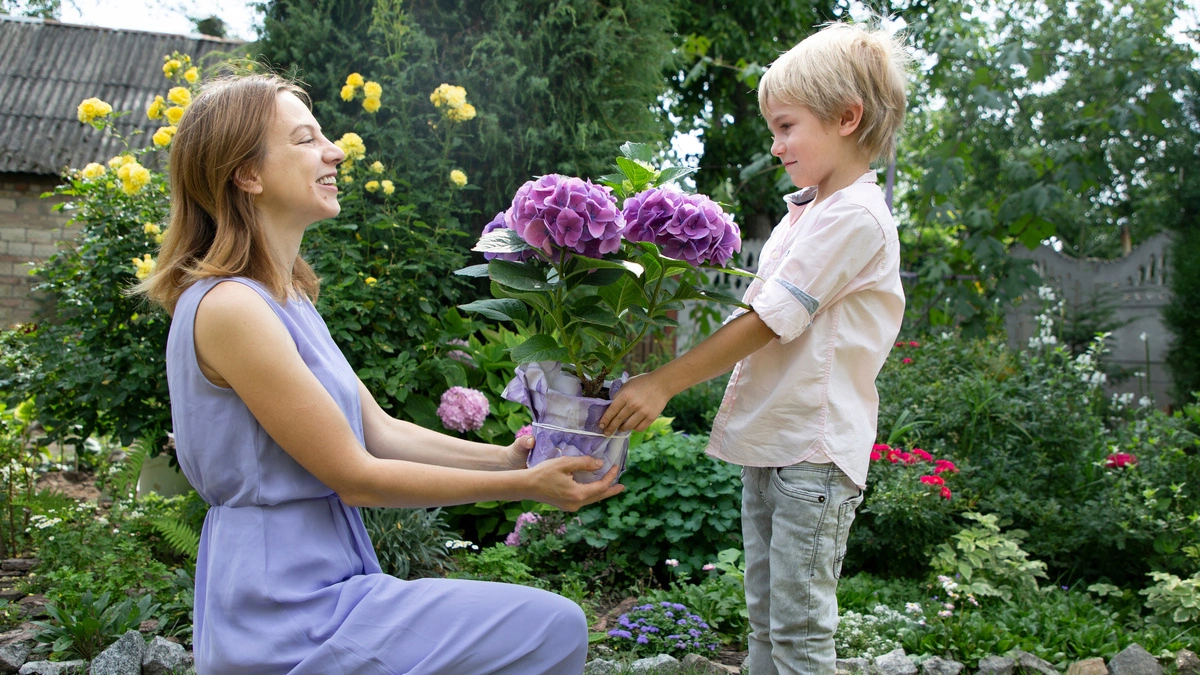 Hortensien, ein Klassiker unter den Muttertagsgeschenken
