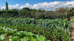 Was Gärtnerinnen und Gärtner nun tun müssen, um sich später über eine reiche Ernte freuen zu dürfen