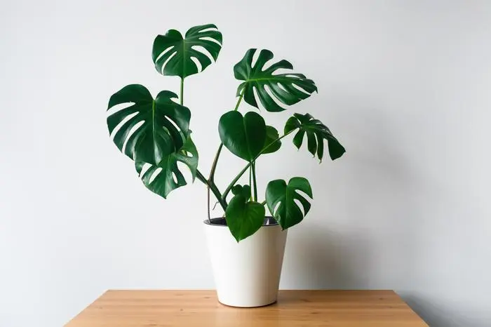 Die Monstera braucht ab und zu einen Schluck Bier, um die Blätter zu reinigen