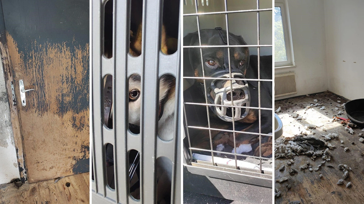 Anfang Mai befreiten die Arche Noah, Vertreter der Bezirkshauptmannschaft Hartberg-Fürstenfeld sowie die Diensthundestaffel der Polizei zwei Rottweiler und einen Husky aus der Wohnung einer Oststeirerin. Die Tiere waren ohne Futter und Wasser in zwei separate Zimmer gesperrt worden