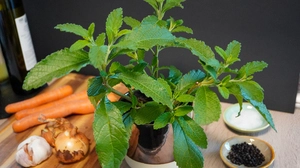 „Suppenliebe“ schmeckt nach Hendlsuppe