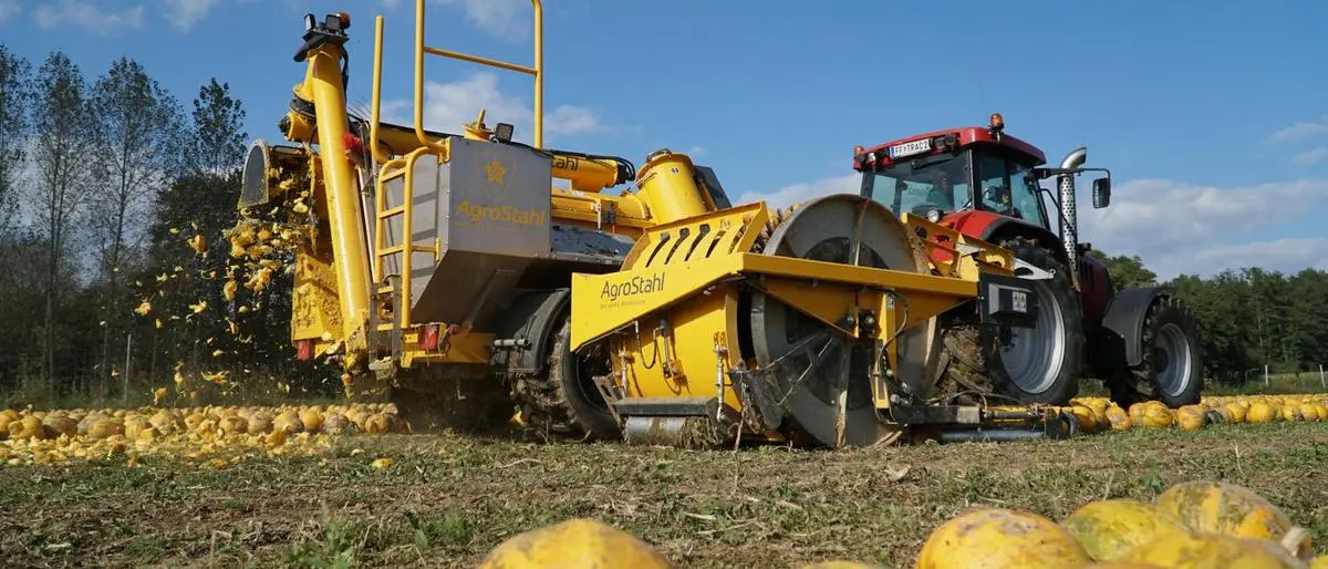 Vielerorts sind derzeit die Kürbiserntemaschinen zu sehen