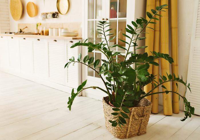 Hält auch bei nicht so grünen Daumen durch: Zamioculcas (Glücksfeder)