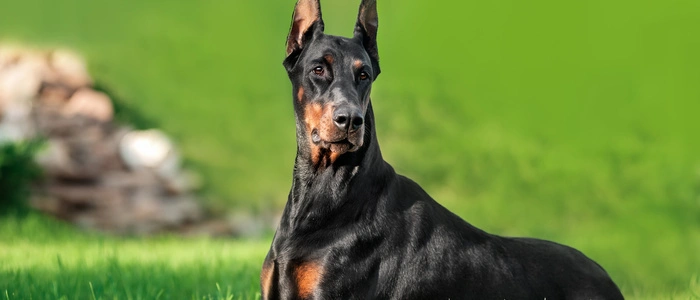 „Ich habe den Hund an der Nackenfalte gepackt, mich auf ihn gekniet und ihm das Maul zugehalten“, schildert die couragierte Helferin den Vorfall am Samstagabend