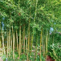 Bambus bringt fernöstliches Flair in den Garten