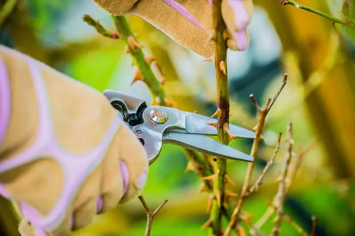 Spring pruning roses in the garden