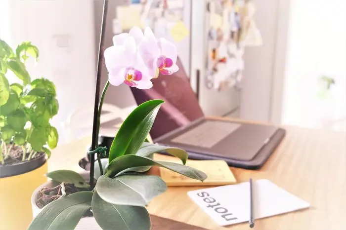 Warum blühen die Orchideen nicht mehr?