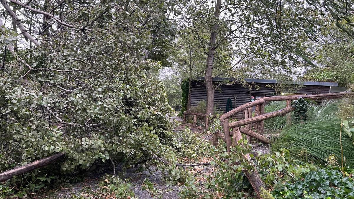 Der Sturm am Wochenende richtete auch in der Tierwelt Herberstein großen Schaden an